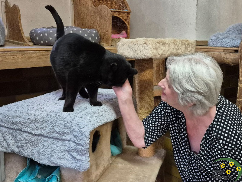 glueckskatze blacky