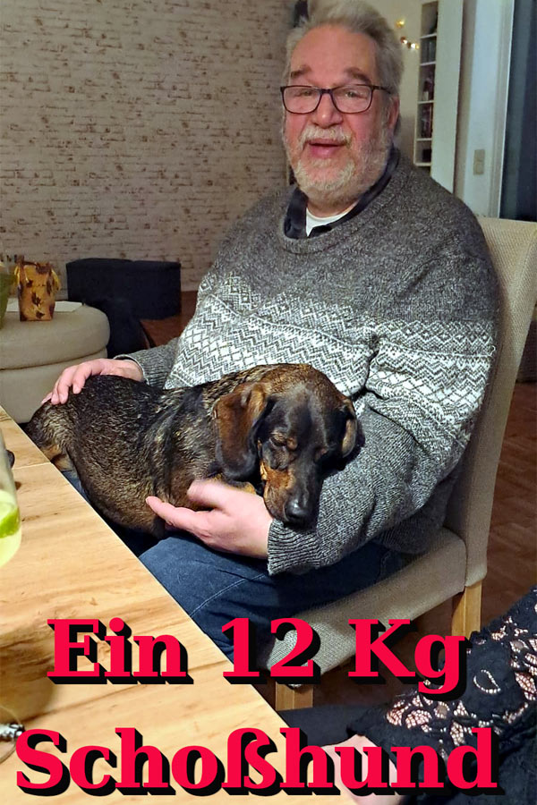 wackeldackel snoopy - Dackel aus dem Tierheim