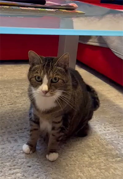 cosmo , kater aus dem Tierheim