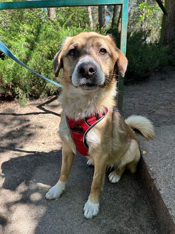 Björn aus dem Tierheim Verlorenwasser