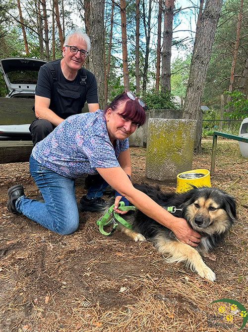 hund sarah vermittelt