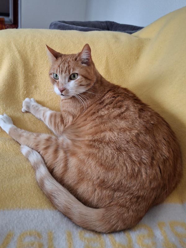 Luca und Sternchen - Katzen