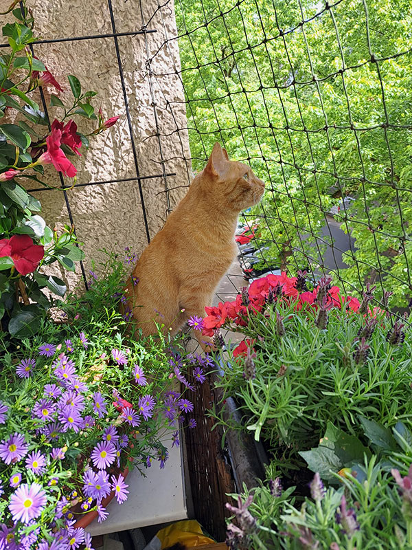 sternenkind leo