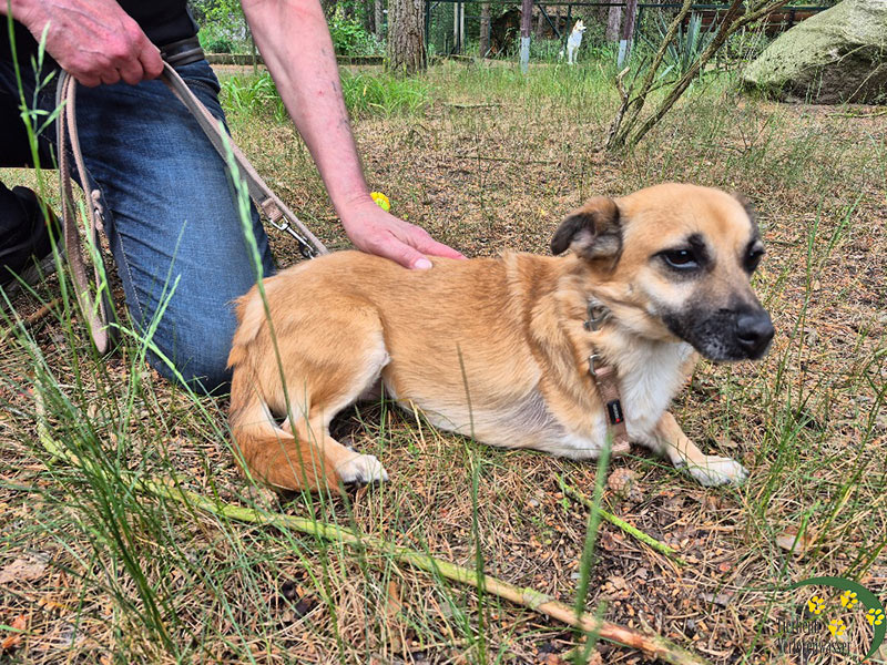 uma hund aus dem tierheim 1