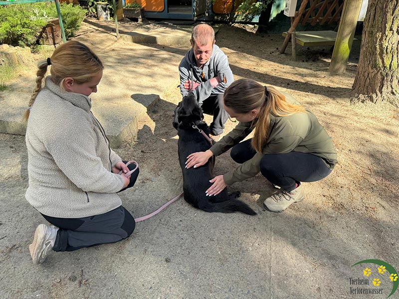 physiotherapie hunde tierheim verlorenwasser
