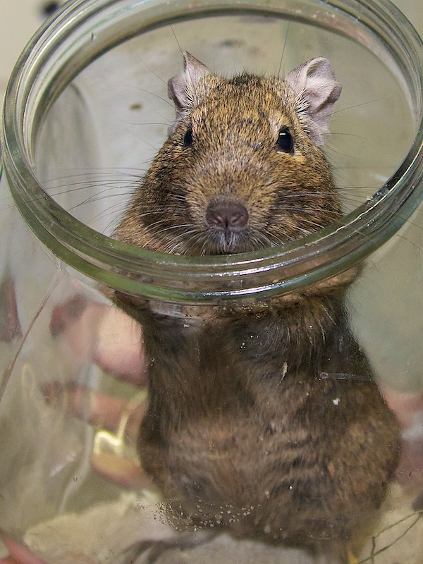 degus 16